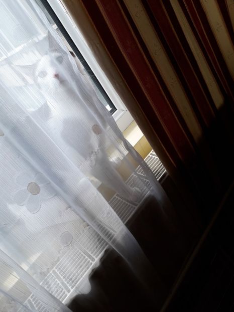  - Blanite care miauna si latra