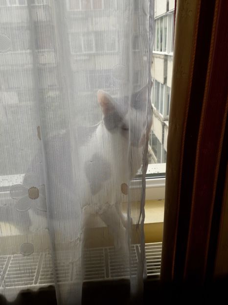  - Blanite care miauna si latra