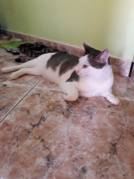  - Blanite care miauna si latra