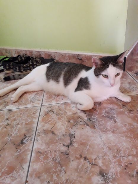  - Blanite care miauna si latra