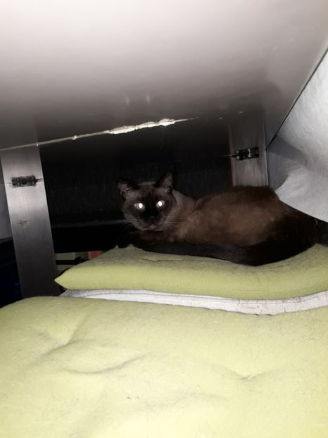  - Blanite care miauna si latra