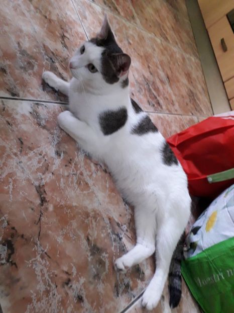  - Blanite care miauna si latra