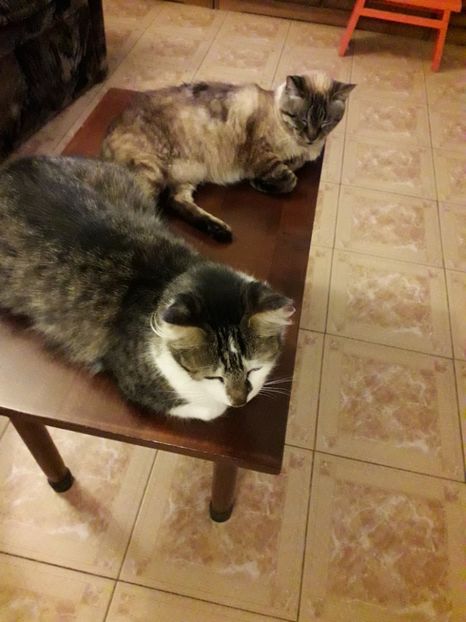  - Blanite care miauna si latra