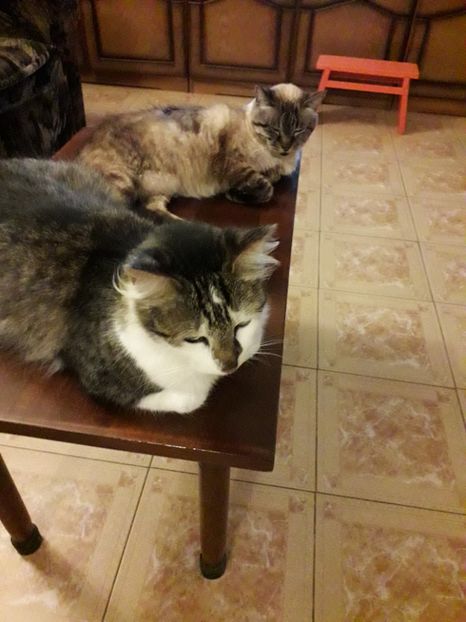  - Blanite care miauna si latra
