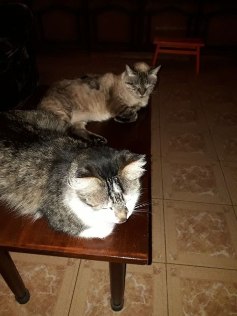  - Blanite care miauna si latra
