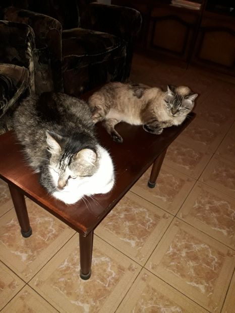  - Blanite care miauna si latra