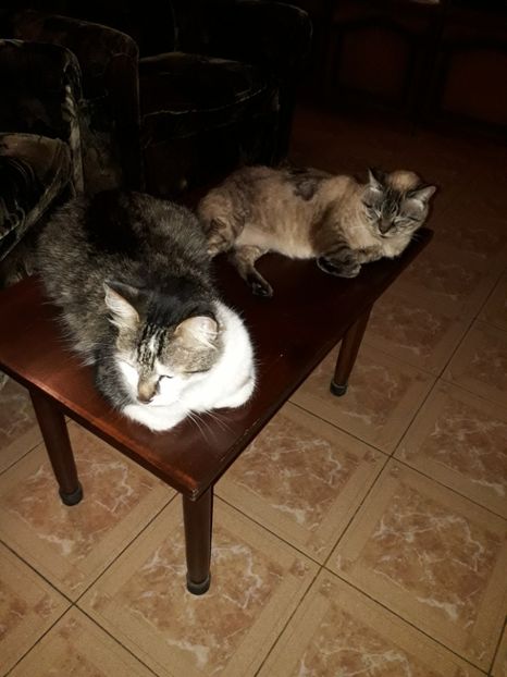  - Blanite care miauna si latra