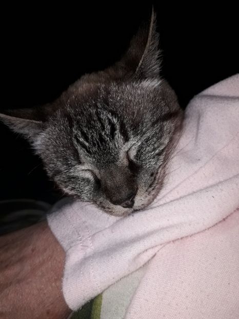  - Blanite care miauna si latra