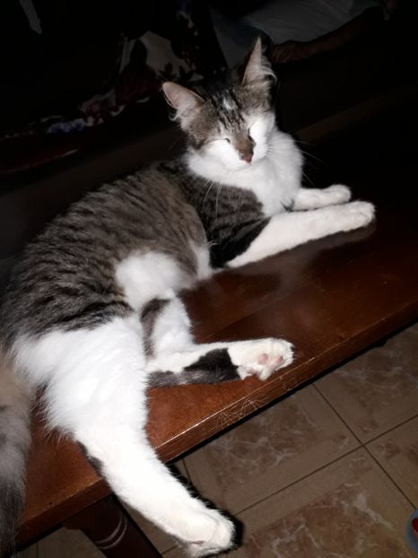  - Blanite care miauna si latra