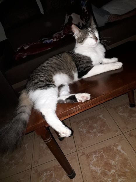  - Blanite care miauna si latra