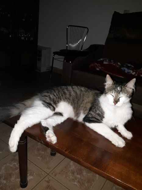  - Blanite care miauna si latra