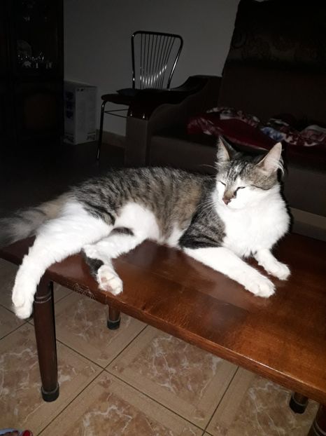  - Blanite care miauna si latra