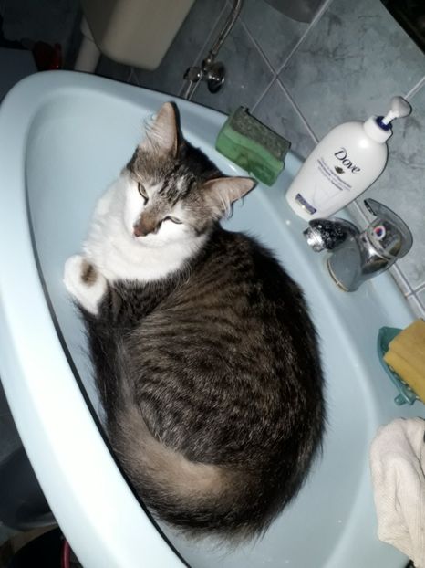  - Blanite care miauna si latra
