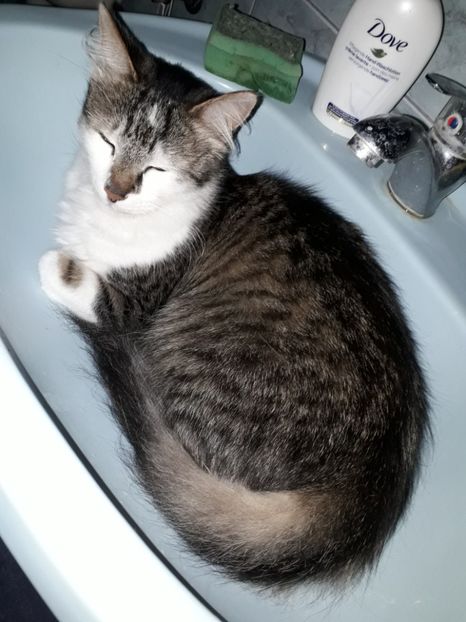  - Blanite care miauna si latra
