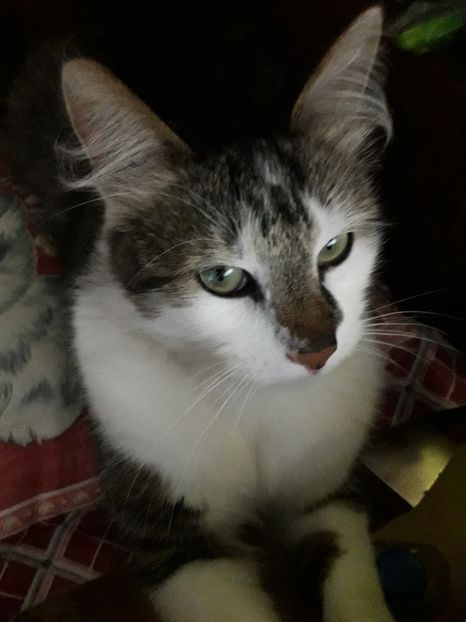  - Blanite care miauna si latra