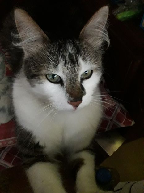  - Blanite care miauna si latra