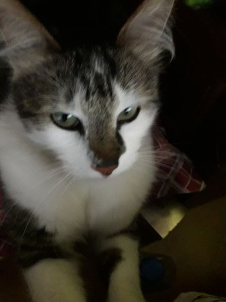  - Blanite care miauna si latra