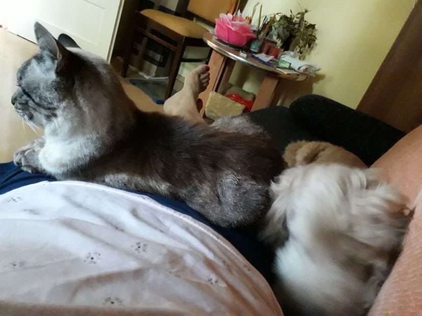  - Blanite care miauna si latra