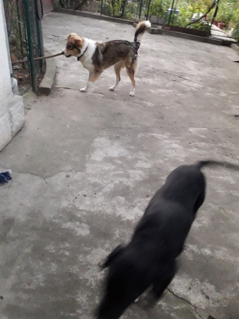  - Blanite care miauna si latra