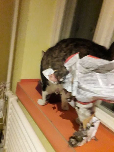  - Blanite care miauna si latra