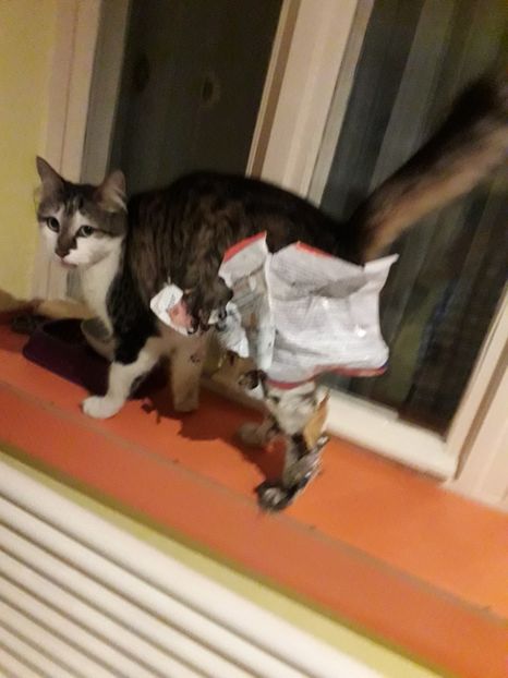  - Blanite care miauna si latra