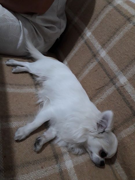  - Blanite care miauna si latra