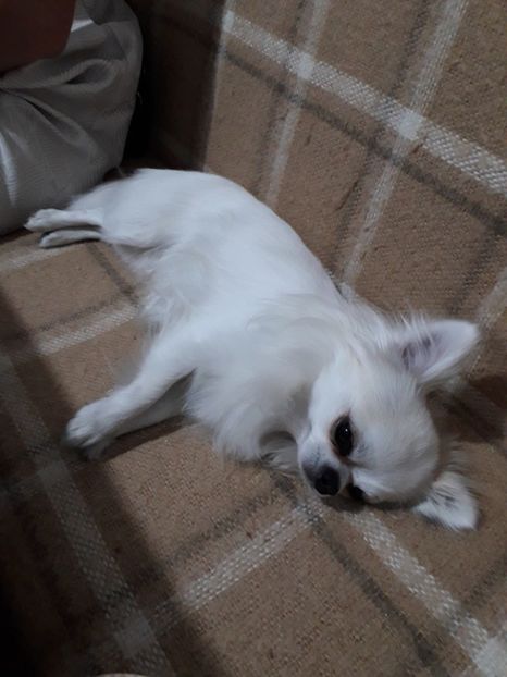 - Blanite care miauna si latra