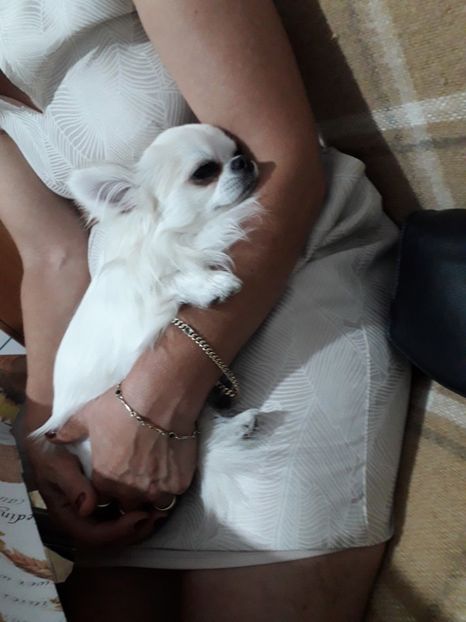  - Blanite care miauna si latra