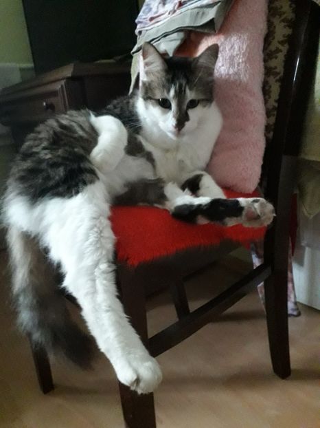  - Blanite care miauna si latra