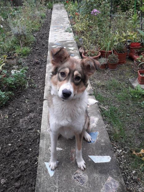  - Blanite care miauna si latra