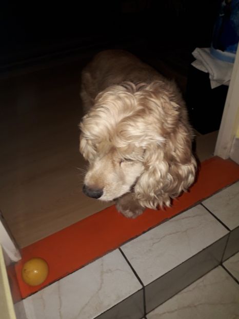  - Blanite care miauna si latra