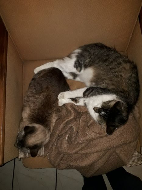  - Blanite care miauna si latra