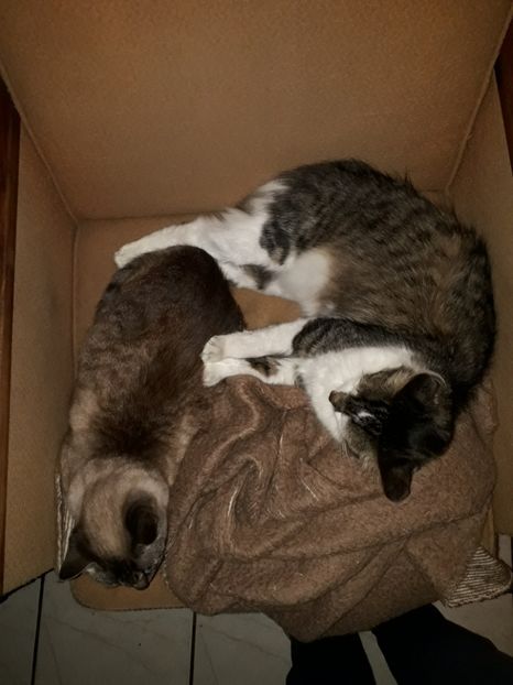  - Blanite care miauna si latra