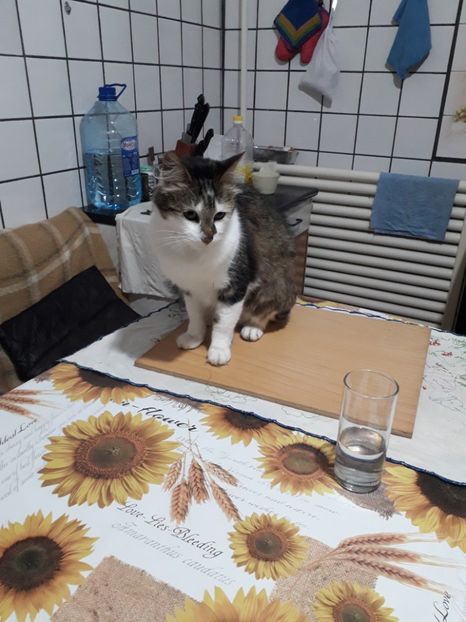  - Blanite care miauna si latra