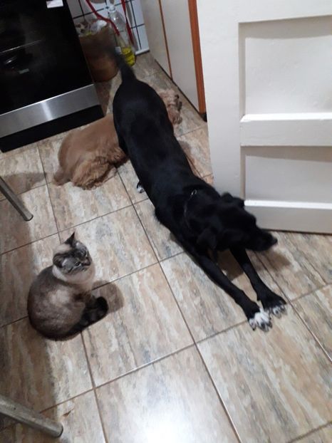  - Blanite care miauna si latra