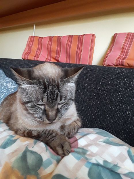  - Blanite care miauna si latra