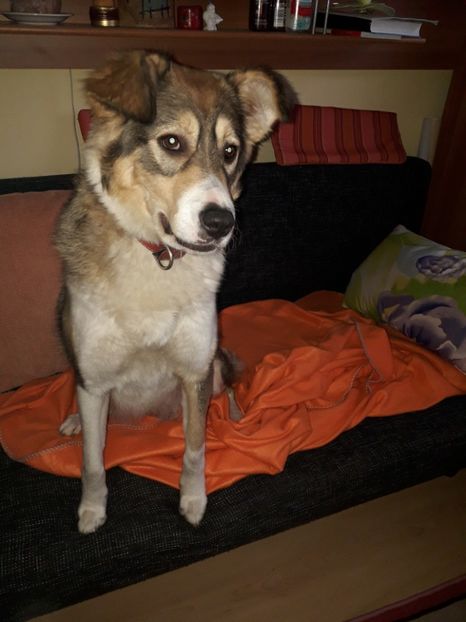  - Blanite care miauna si latra
