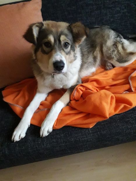  - Blanite care miauna si latra