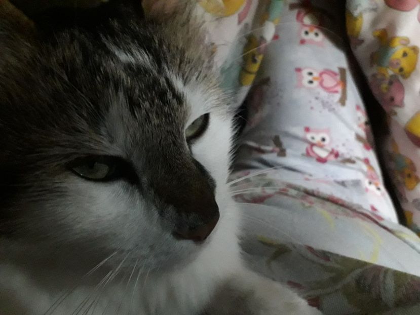  - Blanite care miauna si latra