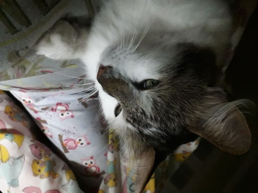  - Blanite care miauna si latra
