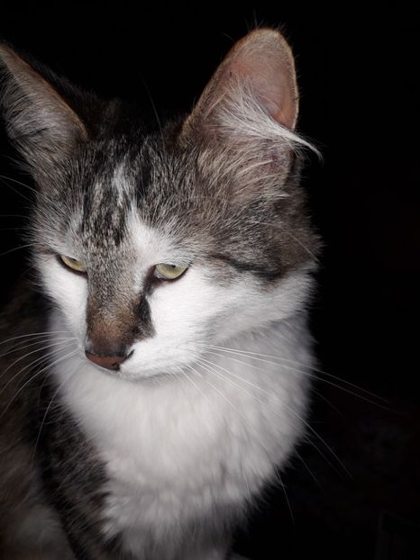  - Blanite care miauna si latra