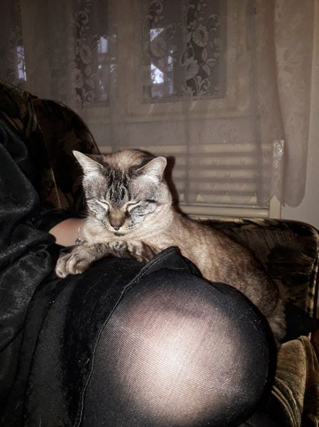  - Blanite care miauna si latra