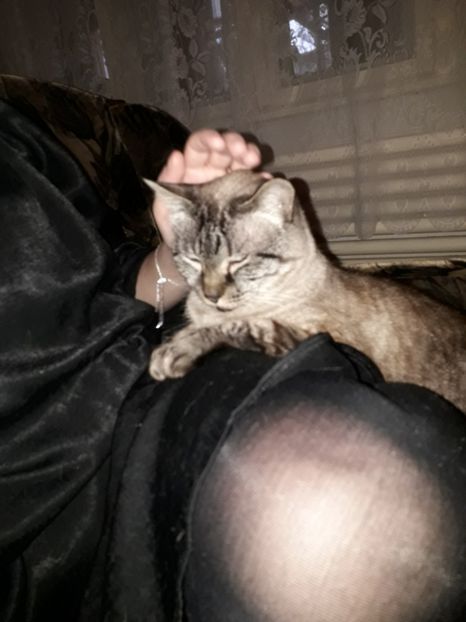  - Blanite care miauna si latra