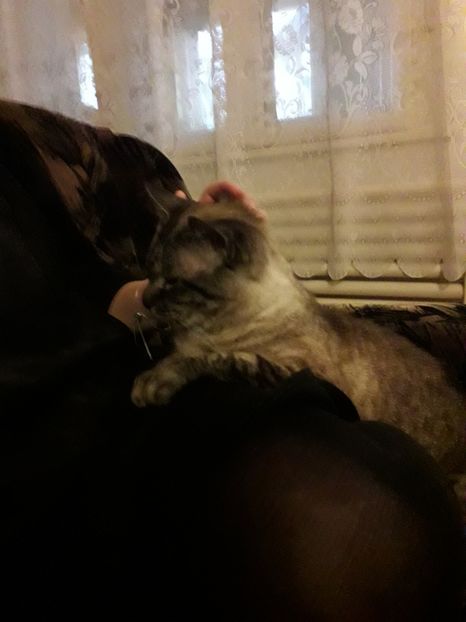  - Blanite care miauna si latra