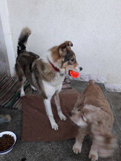  - Blanite care miauna si latra