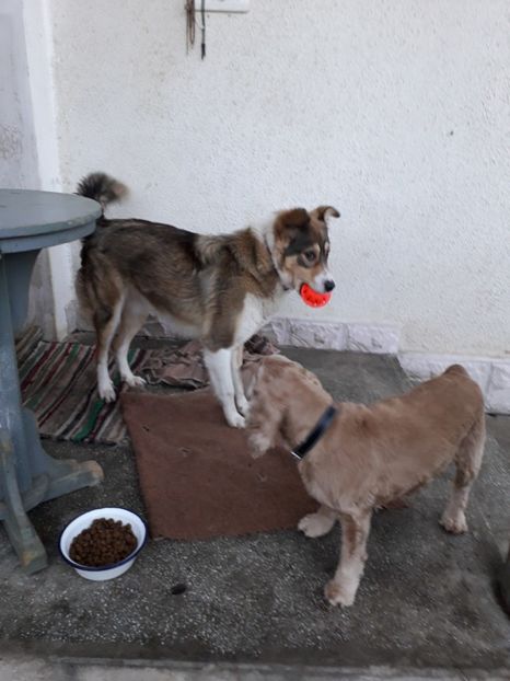  - Blanite care miauna si latra