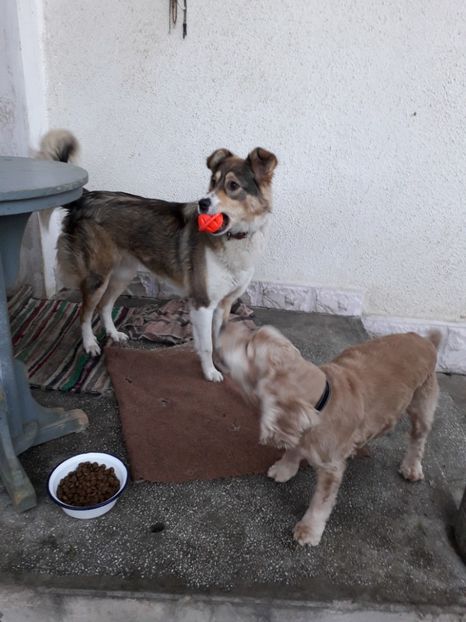  - Blanite care miauna si latra