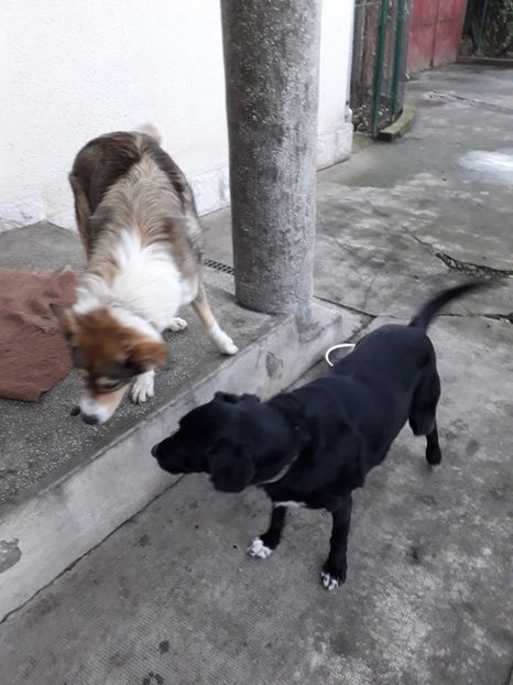  - Blanite care miauna si latra