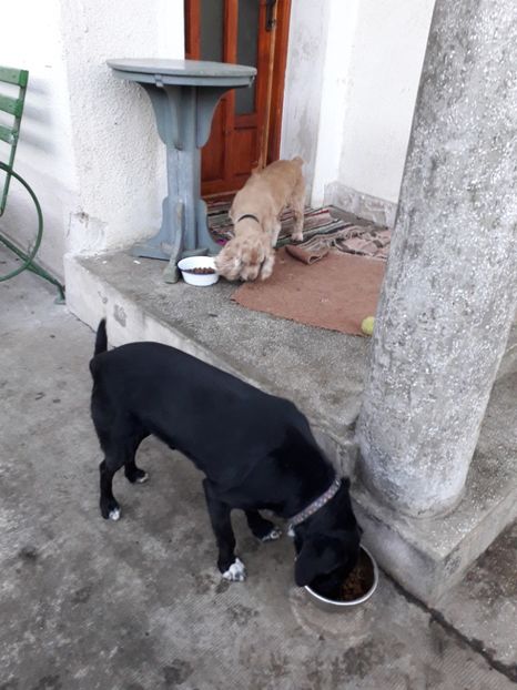  - Blanite care miauna si latra