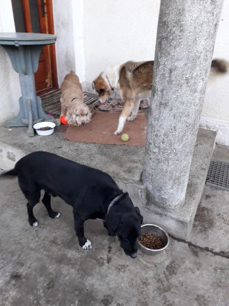 - Blanite care miauna si latra
